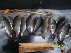 Green Bay Whitefish
